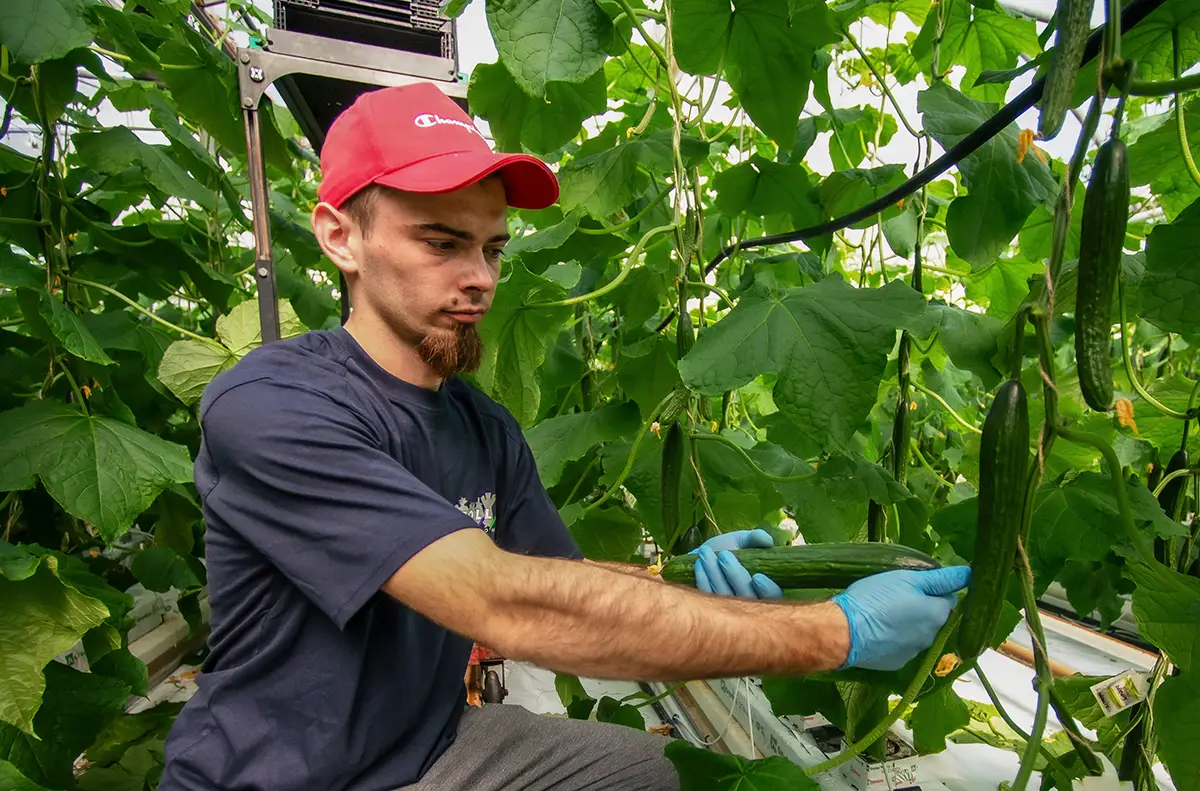 STOLL_Market Gardeners_Job_1