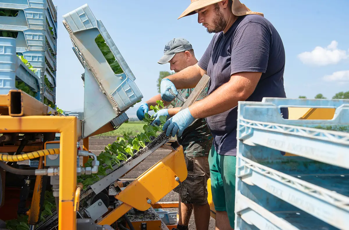 STOLL_Emprego de Horticultores_2