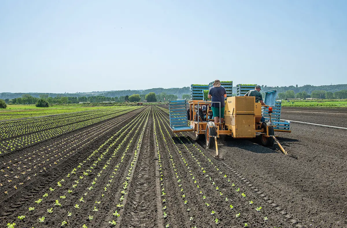 STOLL_Emprego de Horticultores_3