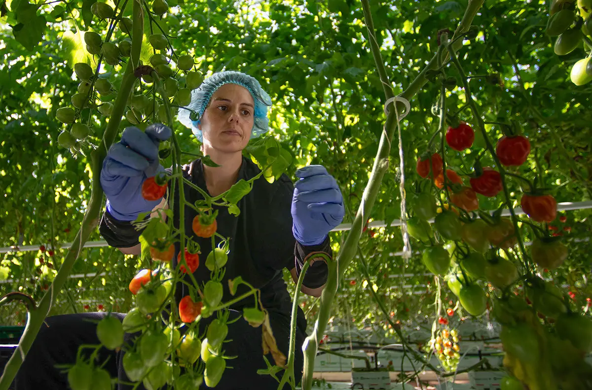 STOLL_Emprego para Horticultores_4