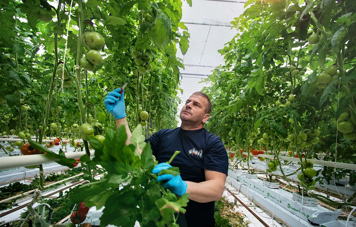 STOLL_Maraichers_Travailler_chez_nous_5